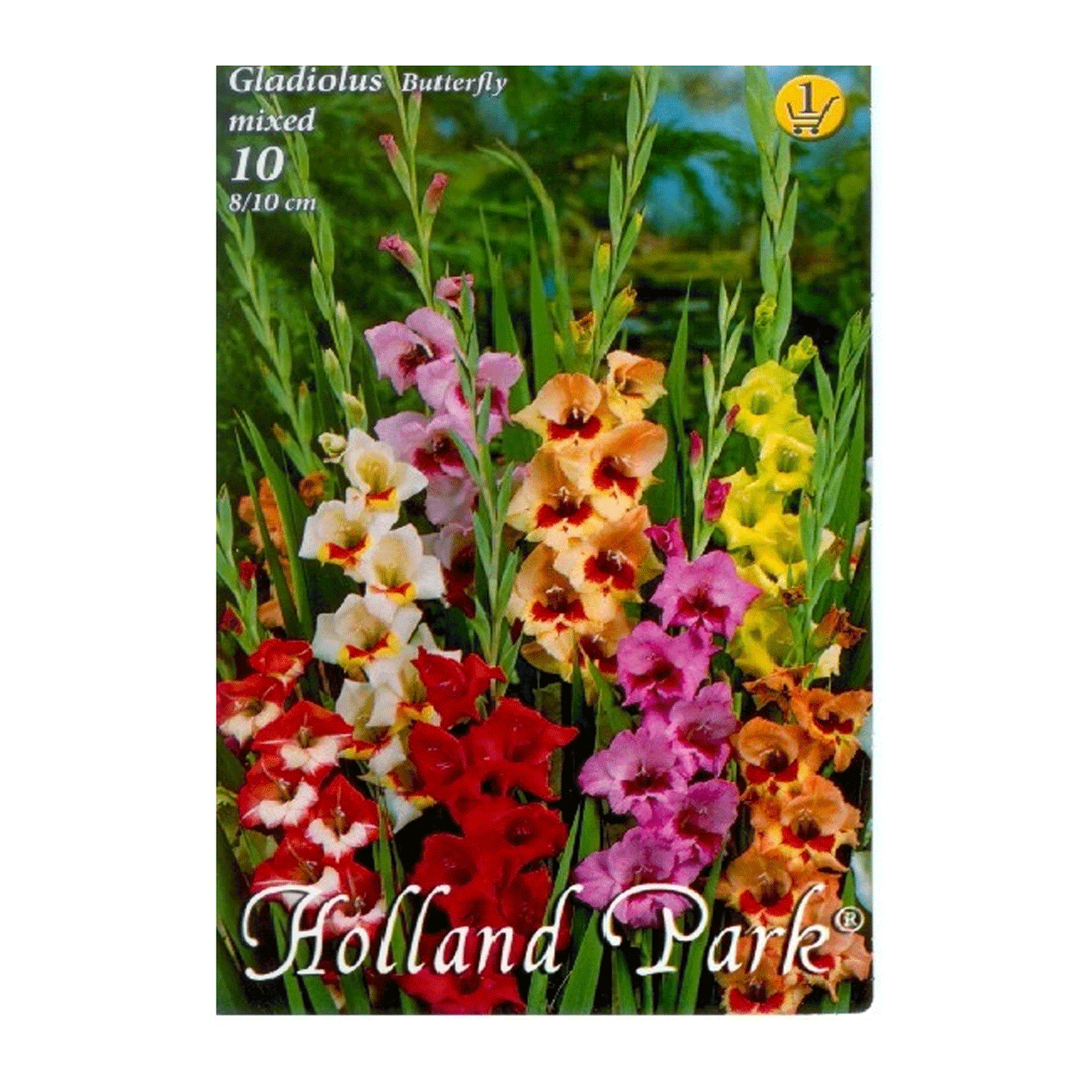 Bulbi Gladiole Butterfly mix 10 buc