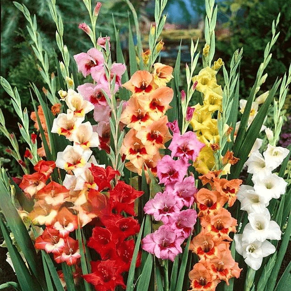 Bulbi Gladiole Butterfly mix 10 buc