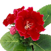 Thumbnail for Bulbi Gloxinia Etoile de Feu 1 buc