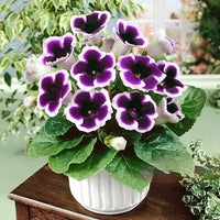 Thumbnail for Bulbi Gloxinia Kaiser Wilhelm 1 buc