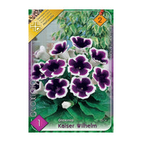 Thumbnail for Bulbi Gloxinia Kaiser Wilhelm 1 buc