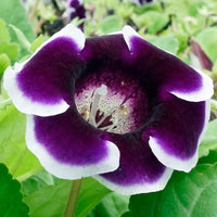 Thumbnail for Bulbi Gloxinia Kaiser Wilhelm 1 buc