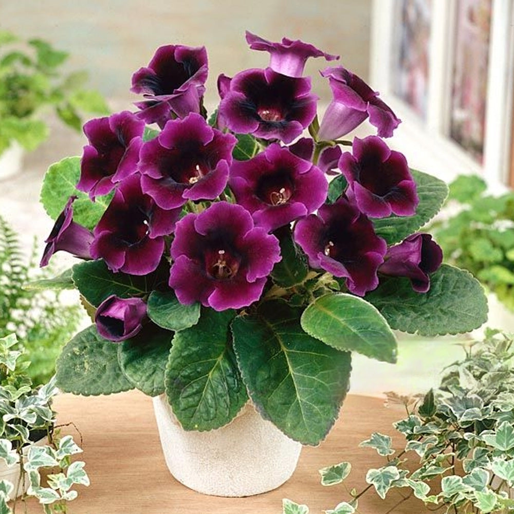 Bulbi Gloxinia Violaceea 1 buc