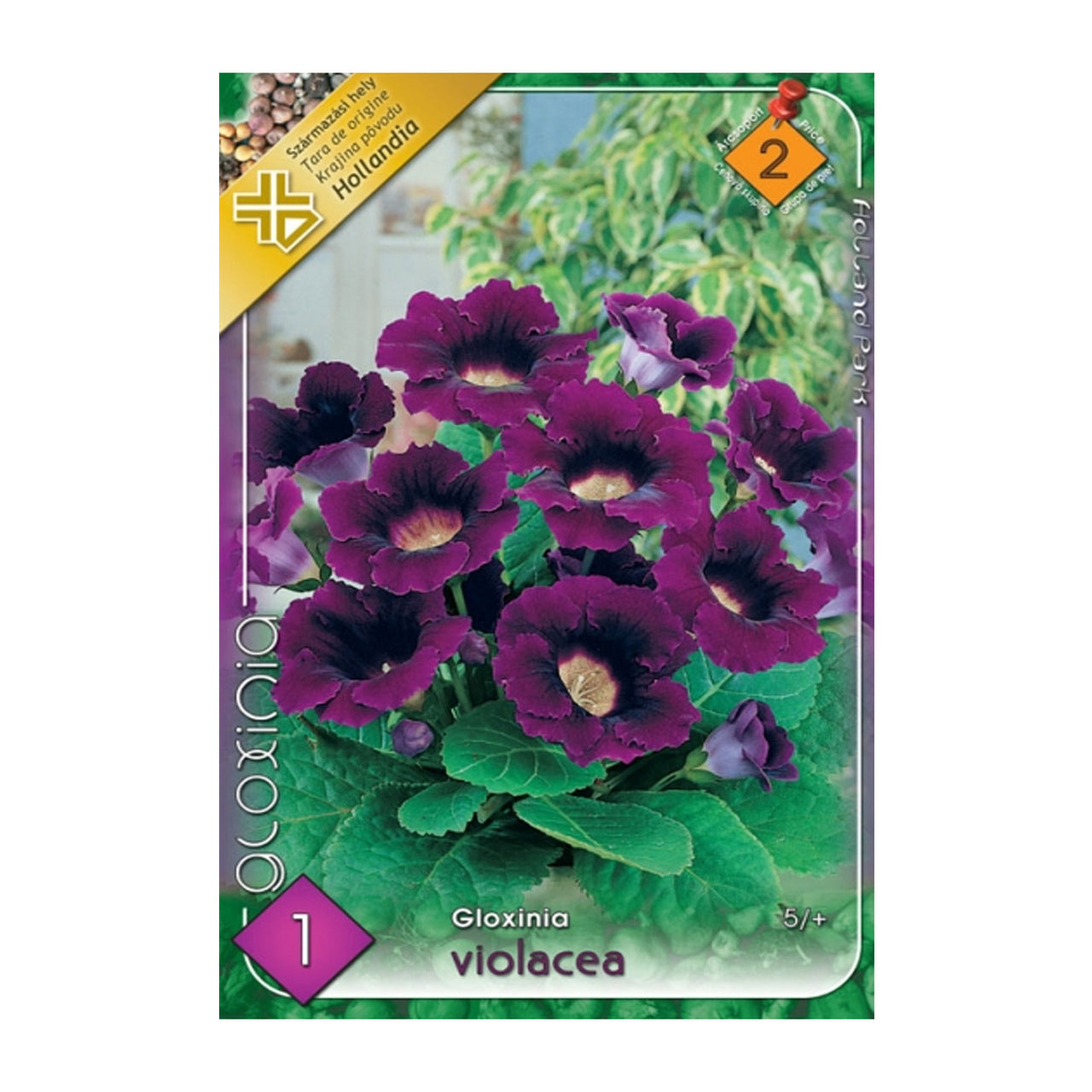 Bulbi Gloxinia Violaceea 1 buc