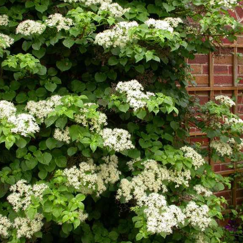 Hortensia cataratoare