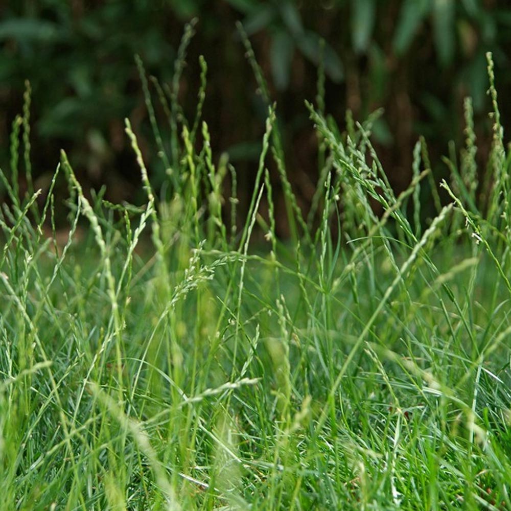 Samanta Lolium Perenne Mathilde (Raigras peren)