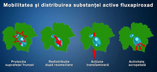 Fungicid Sercadis (1.5ml, 15ml, 150ml, 1L)